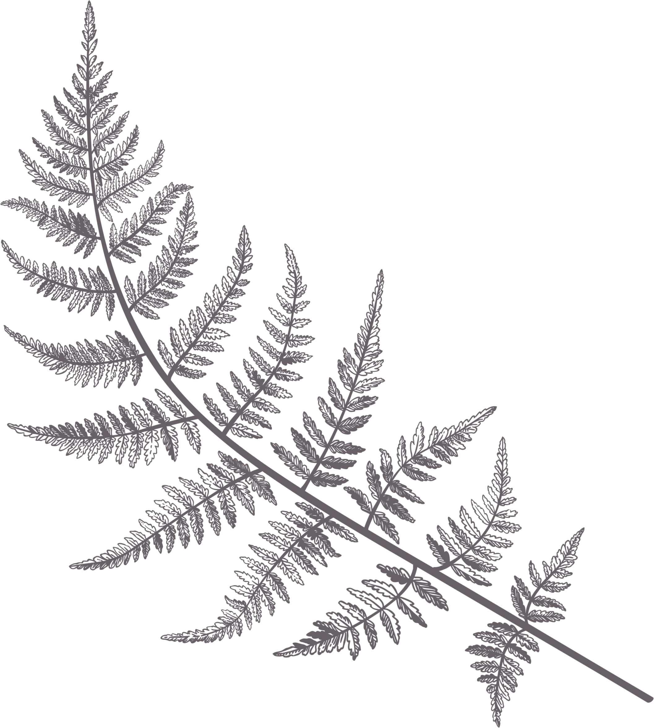 Fern illustration