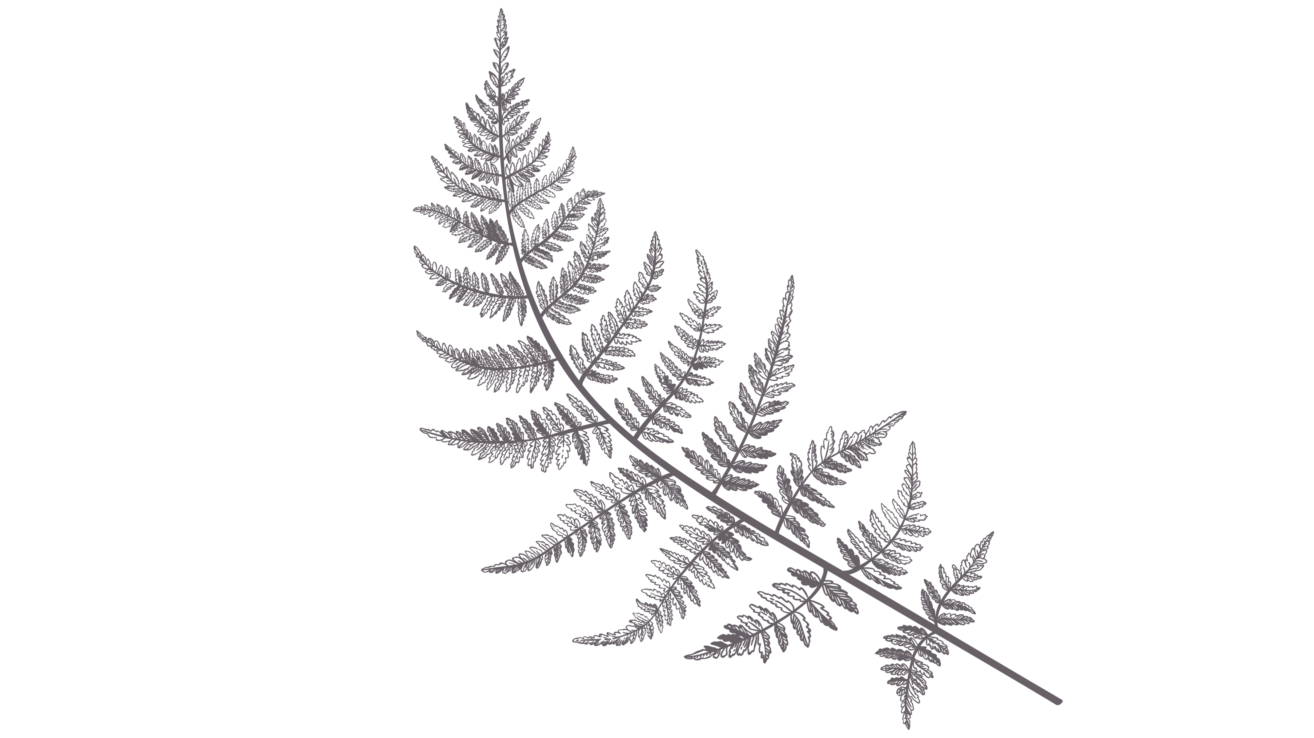 Fern illustration